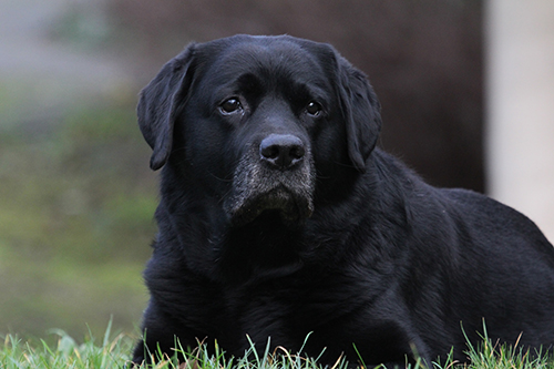 Heidelberg Hills Labradors